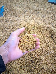 "Hands holding fresh rice reflect the post-harvest process."