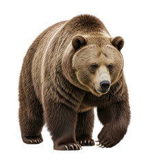 Fototapeta premium A Large Brown Grizzly Bear Walking Isolated Transparent PNG