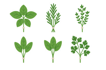 Set of six different fresh green aromatic herbs tied together in small bundles