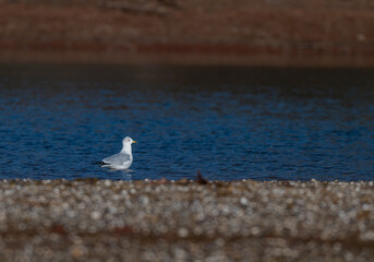 A solitary ring-billed gull floating on the blue waters of Chickamauga Lake in Tennessee during the wintering portion of its migratory cycle