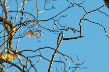 A flying Carolina chickadee rising up to its next perch with a bright blue sky in the background