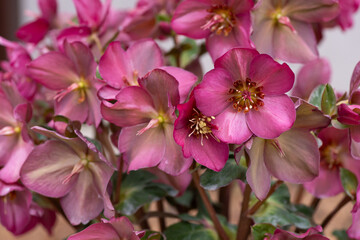 冬のクリスマスローズ5