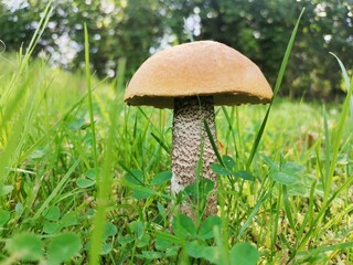mushrooms in the grass