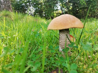 mushrooms in the grass