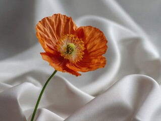 Vibrant Orange Poppy Flower on Gently Draped White Textile Elegant Floral Composition with Soft Shadows Delicate Petals and Fresh Green Stem for Artistic Still Life