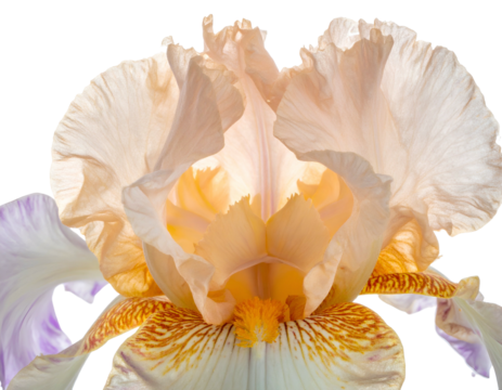 Delicate peach and cream iris bloom, backlit with intricate petal textures