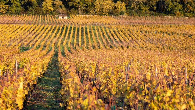 paysage de vignes en automne, vignoble aux couleurs automnales, viticulture, feuillage color&eacute; de ceps de vigne, Bourgogne, C&ocirc;te d'Or, Corton Charlemagne, Aloxe Corton, grands crus, vin blanc