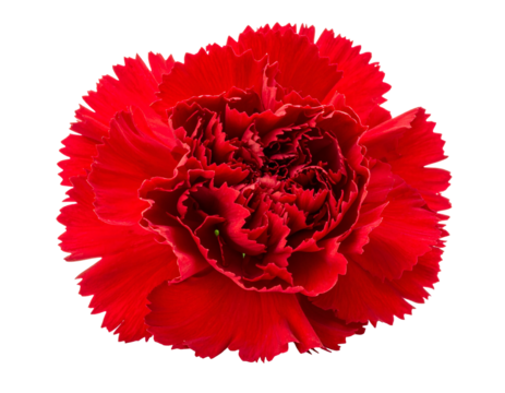 Vibrant red flower with ruffled petals against a black background