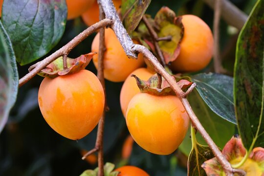 Persimmons are a symbol of autumn in Japan