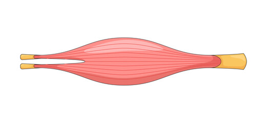 Human muscle in relaxed narrowed state 2D vector illustration. Internal striated tissue. Physiology. Smooth muscular structure flat object isolated on white background. Colorful cartoon image