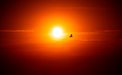 A lone seagull in evening sky over the North Sea in East Frisia. Silhouette of the seabird against the setting sun and a bright yellow-red-orange background. Natural idyll in the german Wadden Sea NP