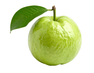 Ripe green guava with stem and single leaf
