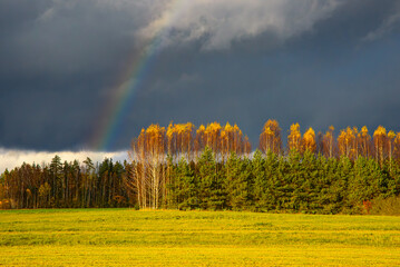 Autumn forest with golden birch trees, green pines, and a rainbow under dark storm clouds over a bright green field.