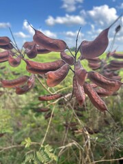 Biancaea decapetala (also known as Mauritius thorn)