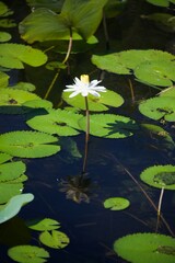 water lily in the pond