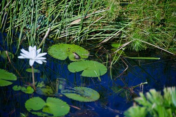 water lily in the pond
