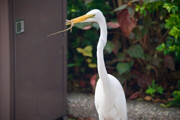 a white Egret eating a lizard
