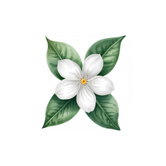 White Jasmine Flower Illustration Watercolor Clipart