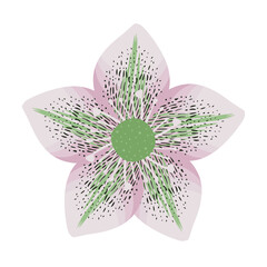 Eastern hellebore, beautiful floral plant isolated on white background. Lenten rose, blooming flower in cartoon style. Hand drawn medicinal plant. Botanical element, colored flat vector illustration