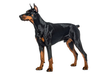 Powerful black and tan canine, alert stance, muscular build