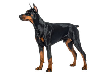 Powerful black and tan canine, alert stance, muscular build