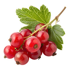 A whole currant fruit isolated on a transparent background