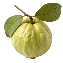 A whole custard apple fruit isolated on a transparent background