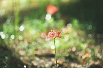 可愛らしい一輪の彼岸花