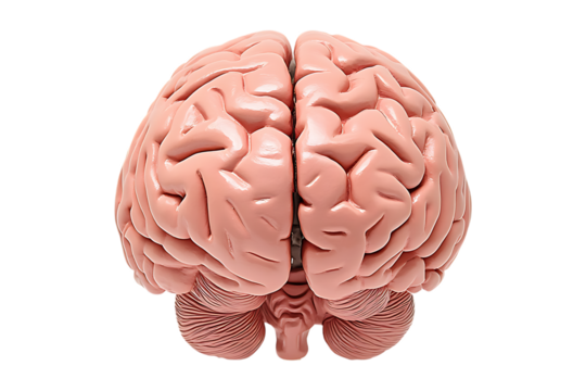 Human brain Anatomical Model back side on transparent background