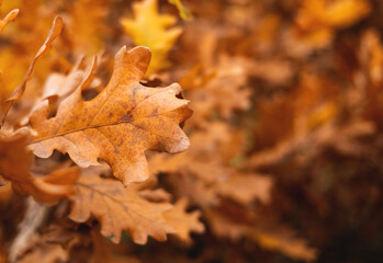 A branch of a deciduous tree with yellow leaves is the main focus of the image.