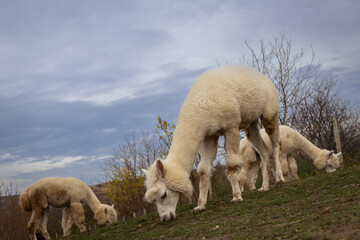Fluffy Alpacas Lama Pacos Grazing