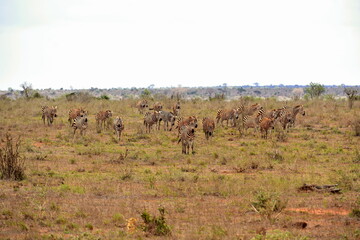 Group of zebras standing in savanna