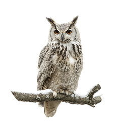 Hot Chocolate Whipped Cream Warm Beverage