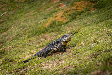 Argentine black and white tegu lizard (Salvator merianae) walking on grass in São Paulo, Brazil