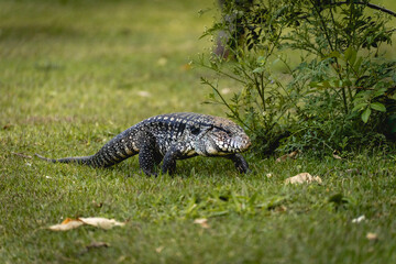 Naklejka premium Argentine black and white tegu lizard (Salvator merianae) walking on grass in São Paulo, Brazil
