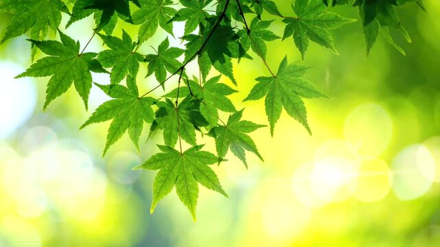 Green leaves of a Japanese maple tree illuminated by sunlight with natural blur background.