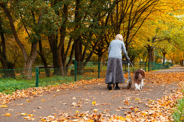 Fototapeta premium Elderly woman with grey hair taking a walk though the park with help of walker and service dog