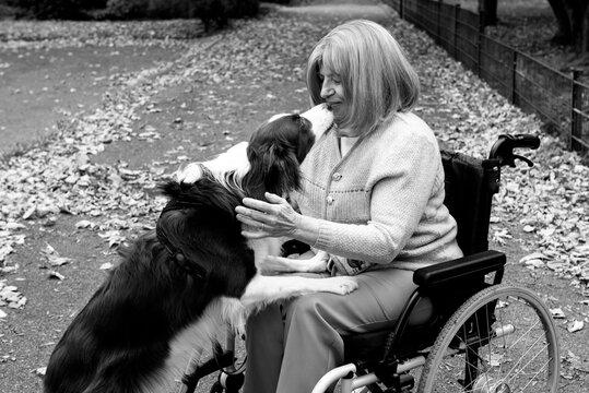Elderly woman with grey hair sitting in wheelchair outdoors in autumn weather with her service dog border collie