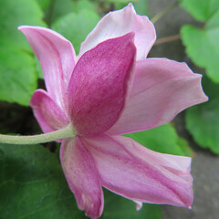 日本で秋にシュウメイギクがピンク色の花を咲かせています