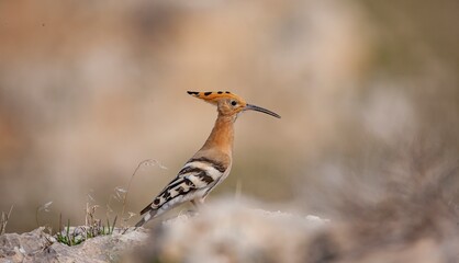 Eurasian Hoopoe (Upupa epops) genus is the most common species. Upupa may be native to the northern half of Europe, Asia and Africa. Some taxonomists still consider all three species to be compatible 