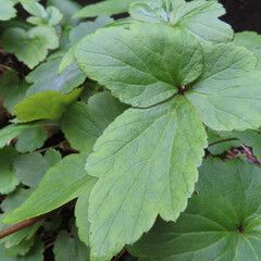 日本で秋にシュウメイギクがピンク色の花を咲かせています
