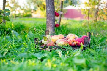 A crate overflowing with freshly picked, bright red and yellow apples stands on the green grass of an orchard. Harvest.