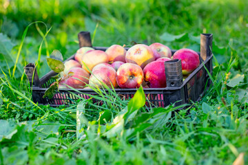 A crate overflowing with freshly picked, bright red and yellow apples stands on the green grass of...