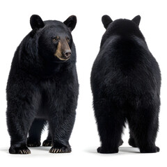 Majestic black bear shown from front and back, standing powerfully on a clean white background.