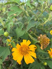 Tithonia diversifolia (also known as Mexican sunflower)