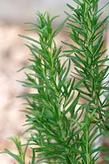 rosemary herb green fresh aromatic plant culinary spice organic garden
