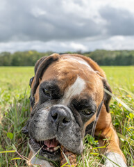 Playful young purebred golden german boxer dog puppy playing outdoor on a sunny day