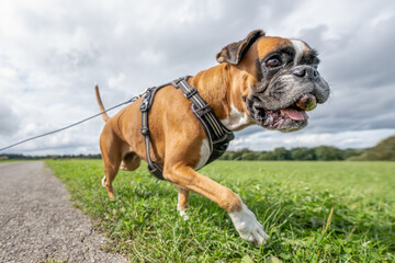 Playful young purebred golden german boxer dog puppy playing outdoor on a sunny day