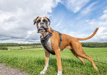 Playful young purebred golden german boxer dog puppy playing outdoor on a sunny day