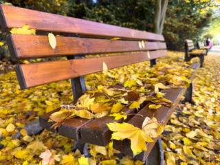 bench in autumn park